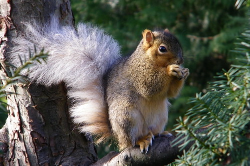 180/365/1275 (December 8, 2011) – White-tailed Squirrels at the University of Michigan in Autumn