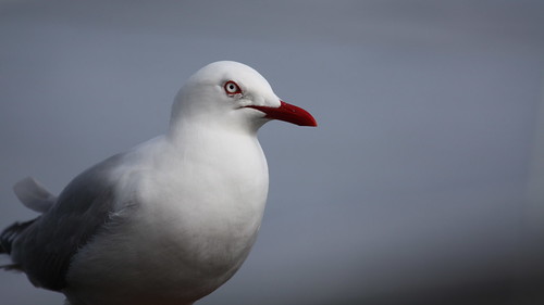 Red billed gull by ricmcarthur