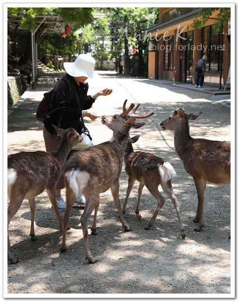 奈良餵鹿