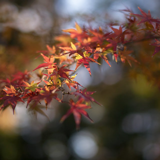 小石川公園 - 紅葉 [Explore]