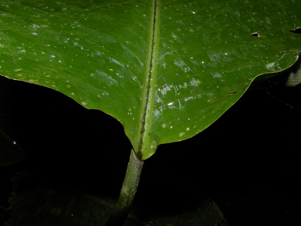 Calathea marantifolia image