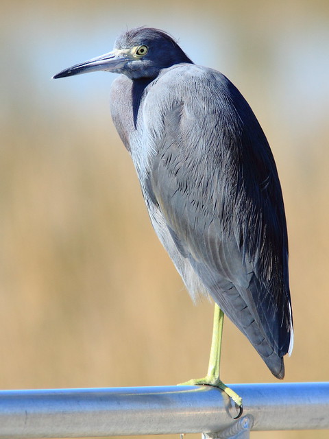 Little Blue Heron 3-20111230