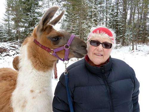 Sue and Her Amiable Llama
