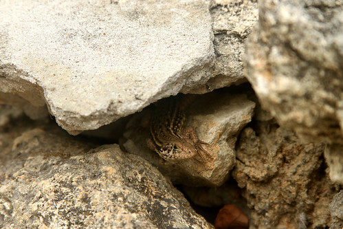 Peeking Lizard