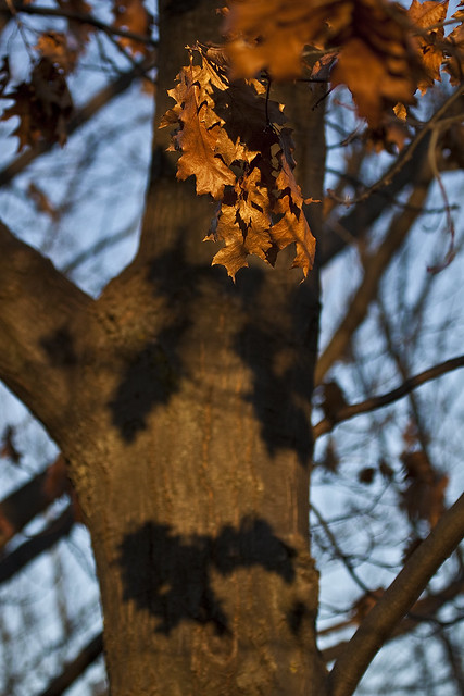 remaining oak leavess