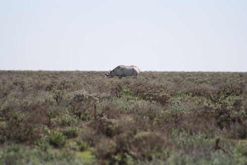White Rhino - Etosha