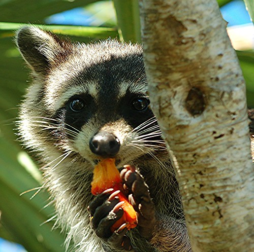 Raccoon eagerly devouring the juicy flesh of orange, ripe Screw Pine cone by jungle mama