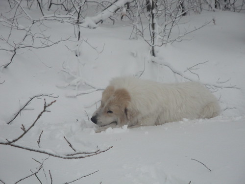 nana ha trovato un osso sotto la neve