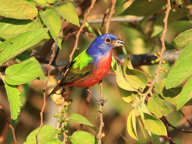 Painted Bunting 4-20120118