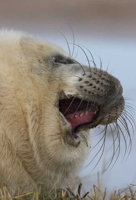 white seal pup yawn