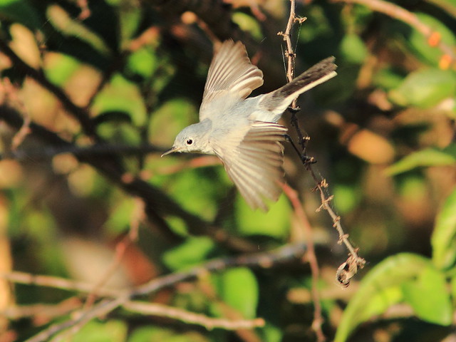 Blue-gray Gnatcatcher in flight 2-20120125