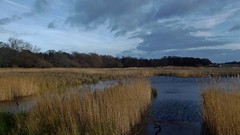 Burton Mere Wetlands and Inner Marsh Farm, Cheshire, England