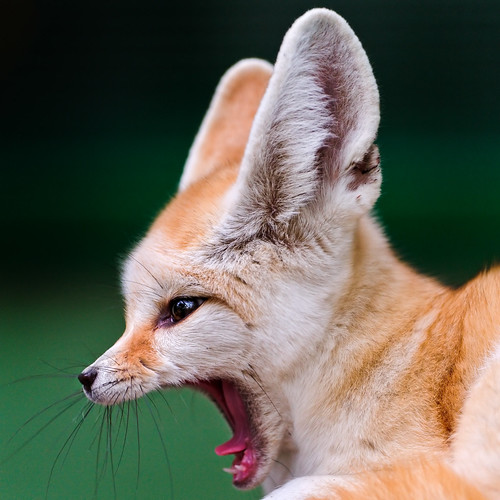 無料写真素材|動物|狐・キツネ|欠伸・あくび|フェネックギツネ