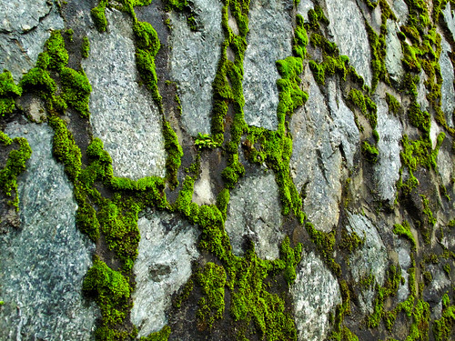 IMG_0837 wall and moss - Genting Highlands