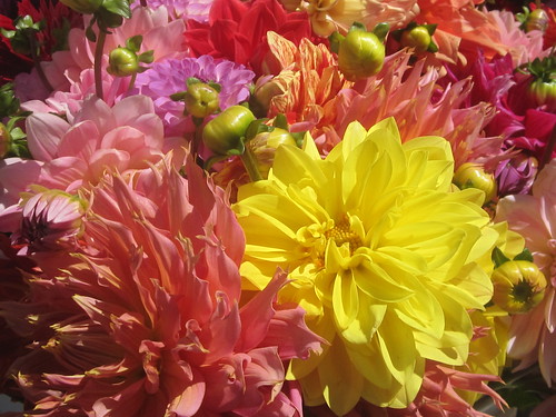 Yellow and Pink Dahlia Flowers