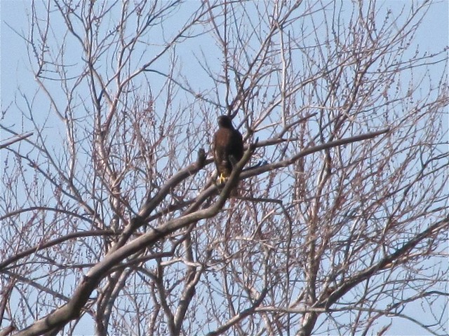 Western Red-tailed Hawk near Lake Bloomington, IL 07