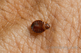 Bed bug.Cimex lectularius | Flickr - Photo Sharing!