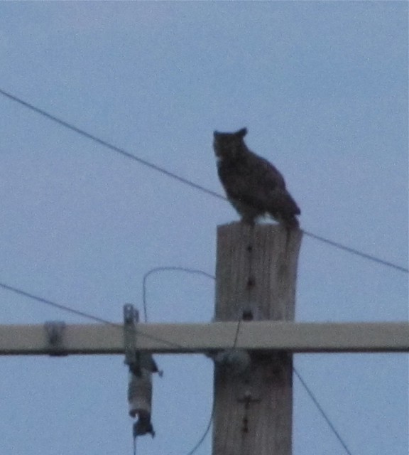 Great Horned Owl near Shirley, IL