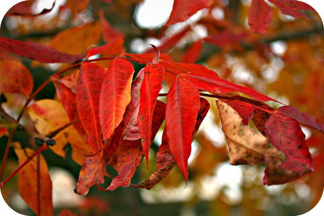 Fall Leaves 2011 - 32
