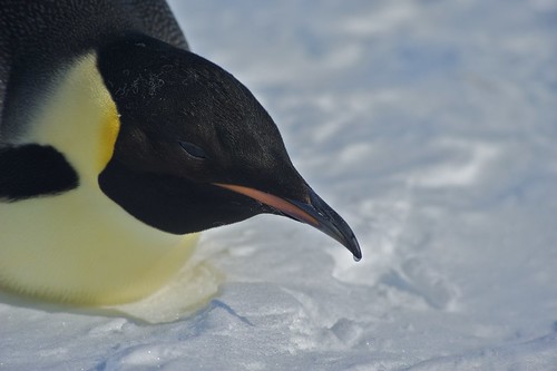 Emperor Penguin Close by Flotsammy
