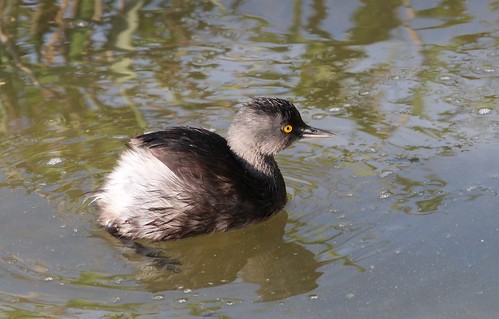 Least grebe by ricmcarthur