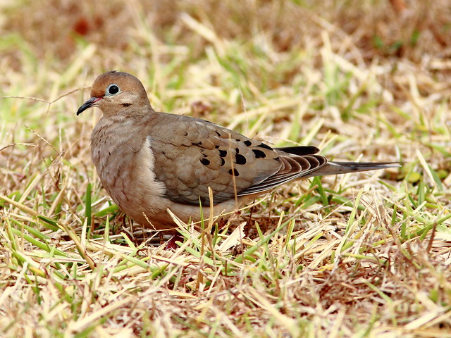 Mourning Dove 20120127