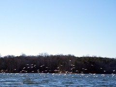 Sea Gulls on Lake Robinson