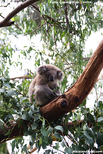 koala conservation centre6
