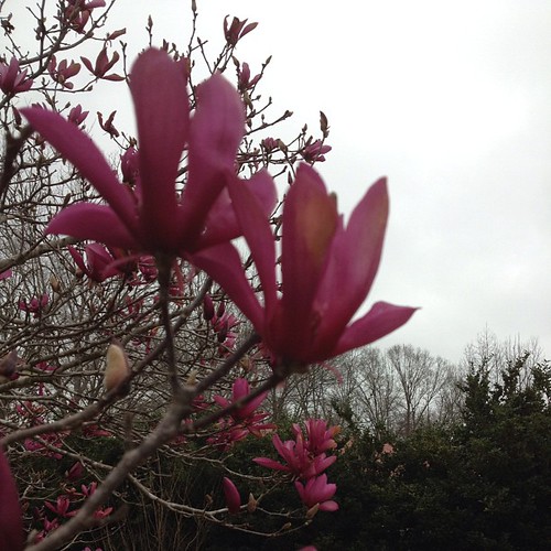 Day 33:  Tulip Trees in Bloom