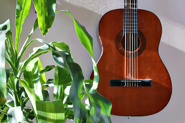 plant, guitar, wall
