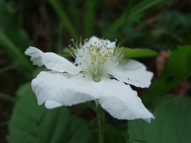 Rubus idaeus - Framboisier