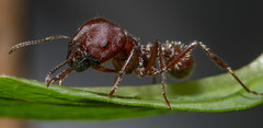 Ant Onna Plant