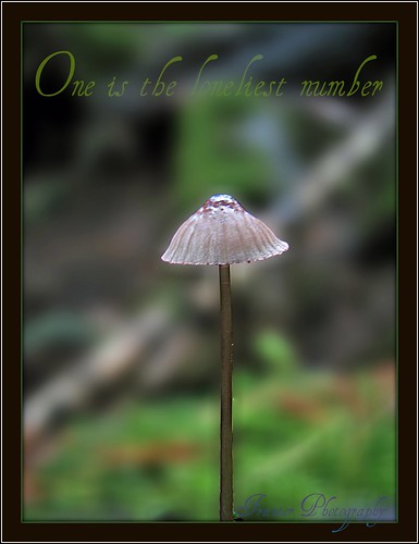 A Lone Mushroom @ Beauty Creek by Enjoy the journey...Not the Destination~