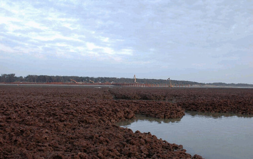 紅藻門及綠藻門的珊瑚藻會累積成長。（圖片來源：特生中心網站）