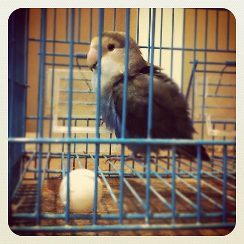 12.10.11 Ogie bird is a girl al along! After 2.5 years "he" laid an egg!