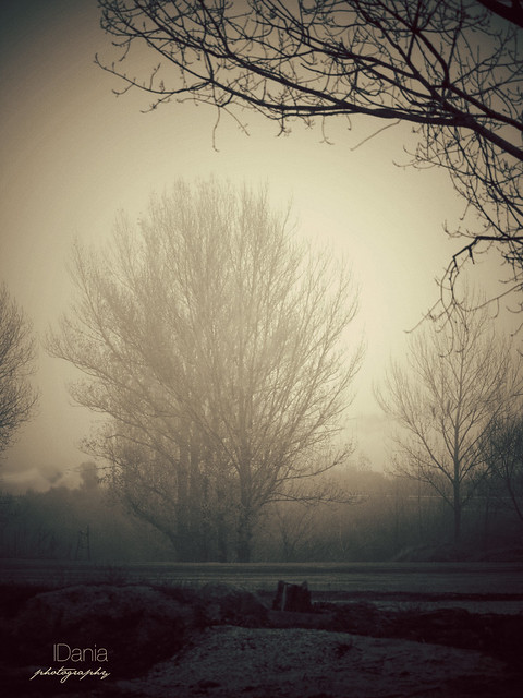 morning fog_1
