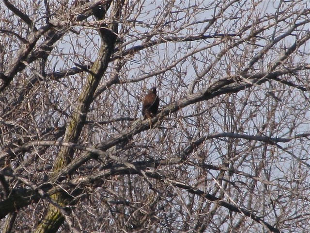 Western Red-tailed Hawk near Lake Bloomington, IL 06