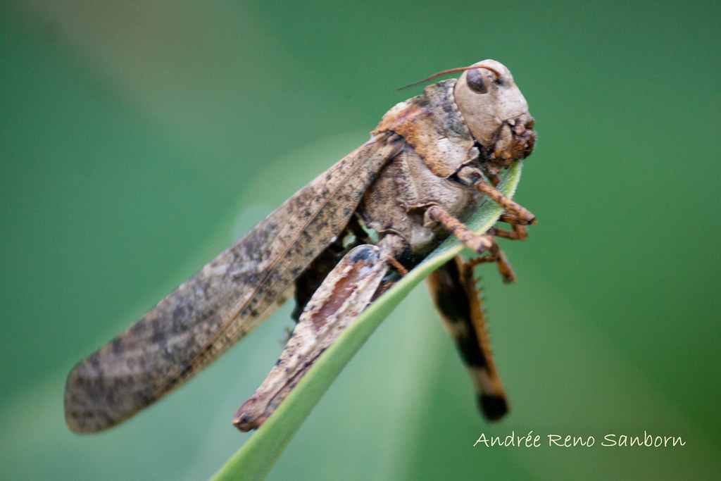 Dead Carolina Grasshopper-3.jpg