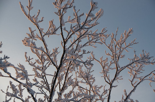 Frosted Branches by Andrea Pokrzywinski