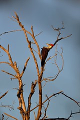 Pileated Woodpecker DSC_1794 by Mully410 * Images