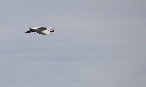 Flying Sea Gull by shoemap