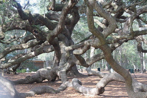 Great Oak on James Island by shoemap