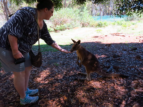 feeding wallaby