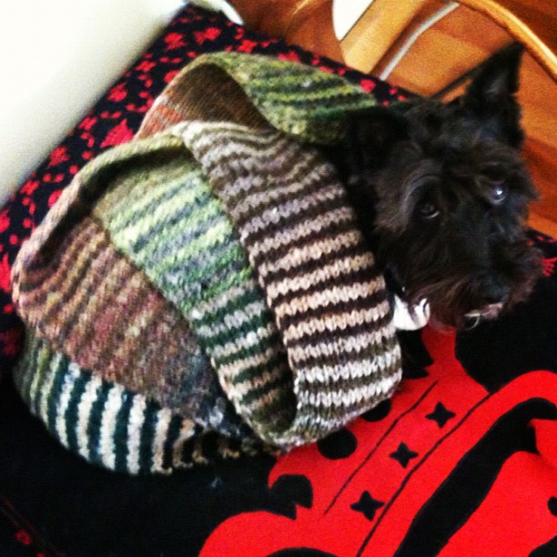Mabel enjoying Zoe's hand knit scarf