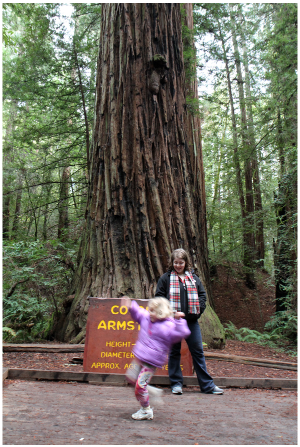 A walk among the redwoods in Armstrong Woods