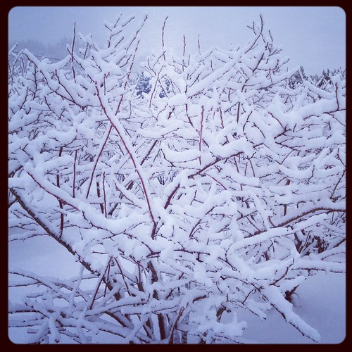 Blueberry Bushes, Snow