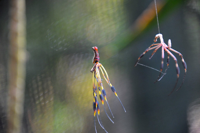 these spiders make bullet proof silk for their webs