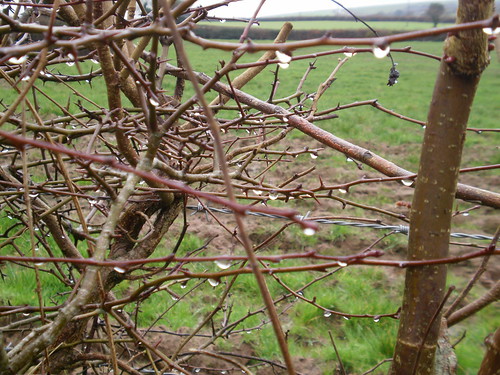 raindrops on the hedge