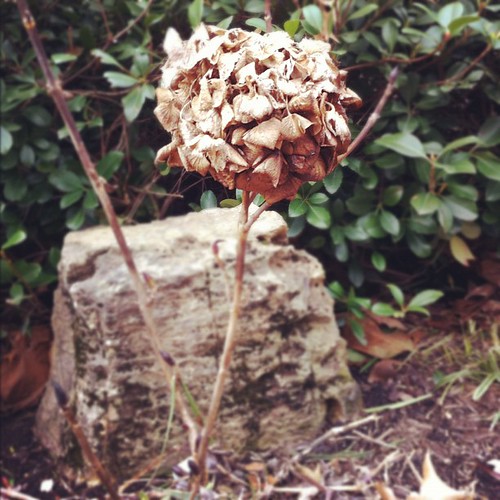 My dead hydrangea #nature #janphotoaday #day30