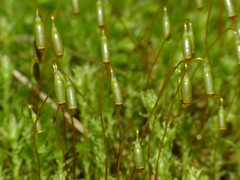 Horn Calcareous Moss (Mnium hornum) sporophytes